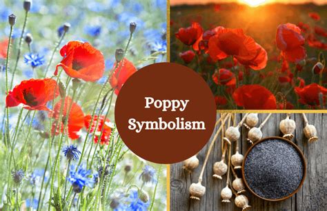 The hidden meanings of rune and poppy bud in Norse mythology